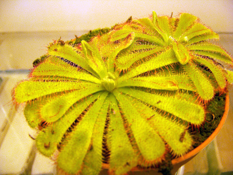 Rosiczka Alicji ma liście tworzące rozetę o średnicy 5–6 cm. Rosną na nich włoski wydzielające
lepką ciecz.
