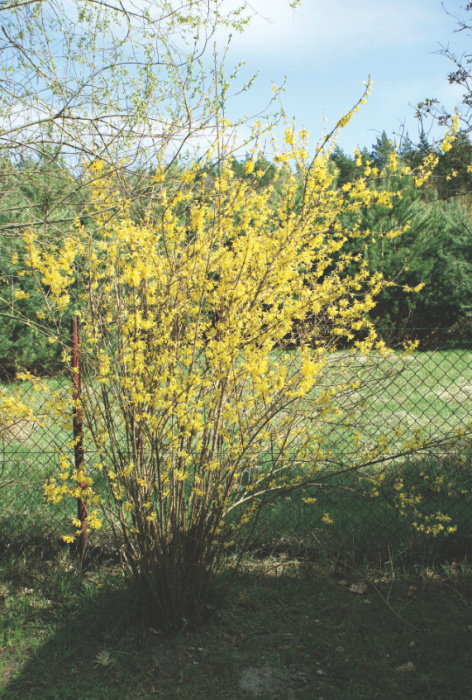 Złotożółte kwiatki zwiastują rychłe nadejście wiosny.