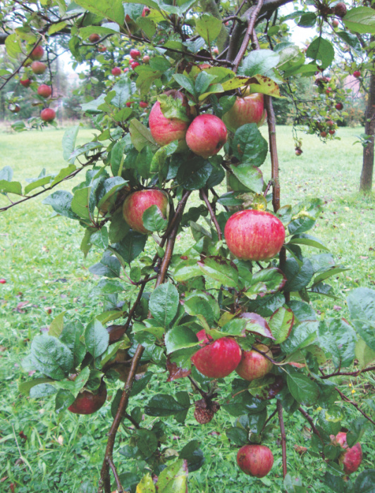 Na jednej podkładce jabłoni można rozmnożyć kilka odmian.