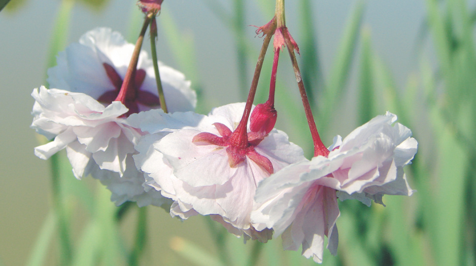 'Shirofugen' kwitnie nieco później niż inne wiśnie piłkowane. Do połowy czerwca zachwyca pełnymi kwiatami na długich szypułkach.