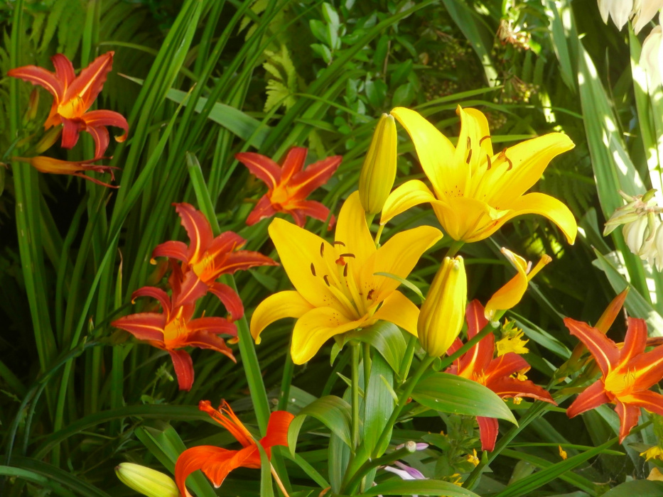 Lilie azjatyckie i Liliowce ;)