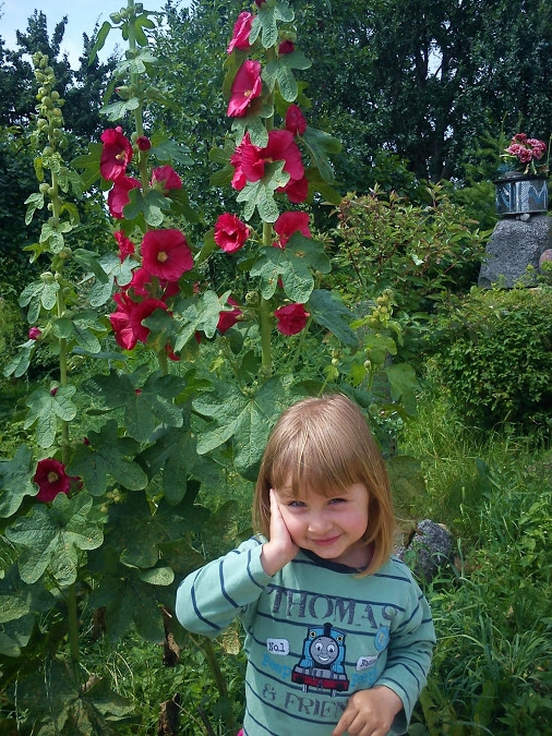 Kwitnące malwy przy drodze wjazdowej na podwórko.