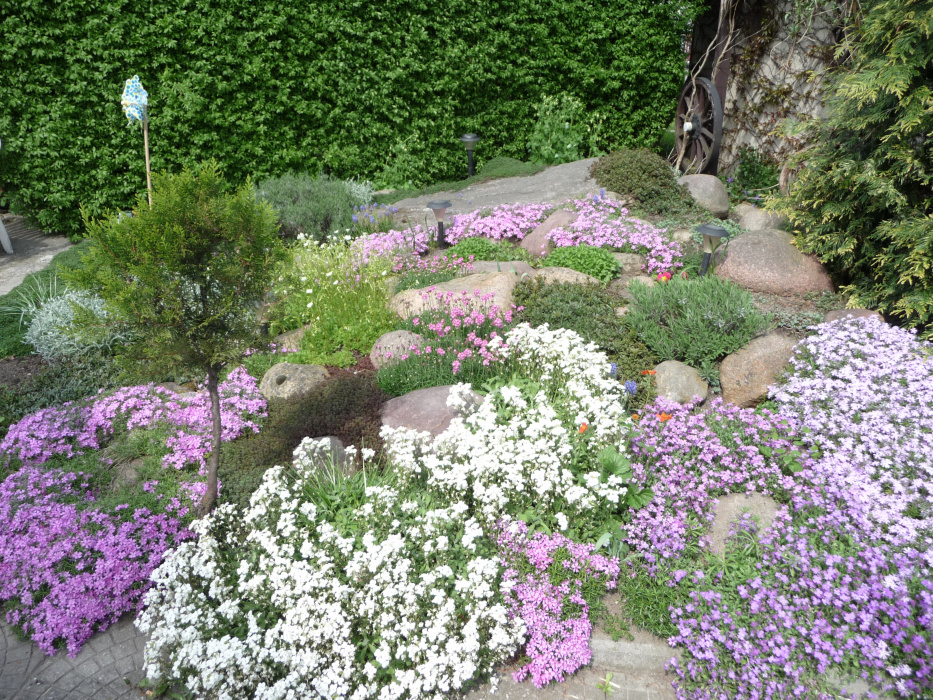  Skalniak pokryty kwiatami gipsówki  w różnych odcieniach fioletu.