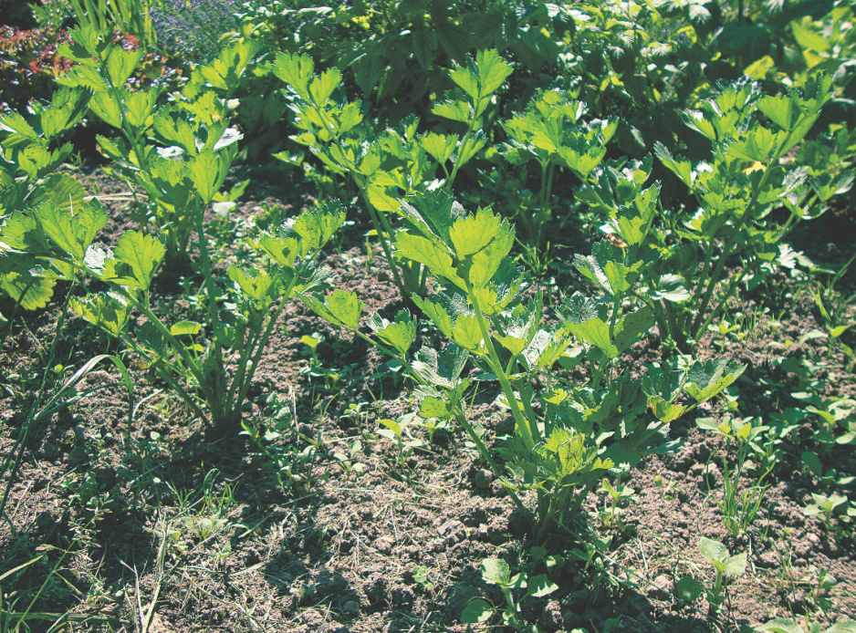Seler korzeniowy sadzę w rozstawie 30x40 cm, a naciowy – 30x60 cm. Takie odległości gwarantują udane zbiory.