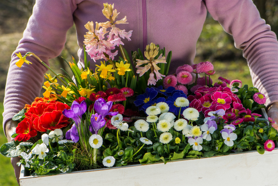 Do wyboru, do koloru! O tej porze roku mamy w handlu duży wybór pierwszych wiosennych kwiatów kwitnących w doniczkach. Można z nich przygotować wspaniałe kompozycje, które ożywią każde wnętrze, a także upiększą balkon lub taras (zdj. Fotolia.com). 