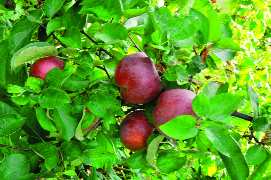 Jabłka odmiany 'Malinowa Oberlandzka' dojrzewają pod koniec września. Mają kruchy i aromatyczny miąższ. 