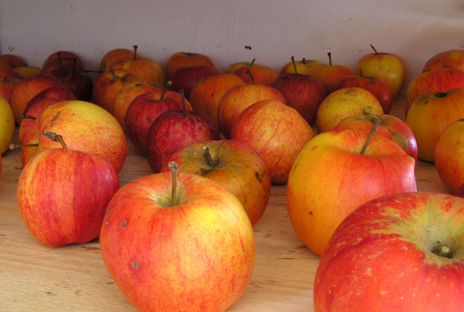 Jabłka znakomicie przechowują się w piwnicy, pod warunkiem że temperatura w pomieszczeniu nie przekracza 7°C, a wilgotność wynosi ok. 90% (zdj. Fotolia.com).
