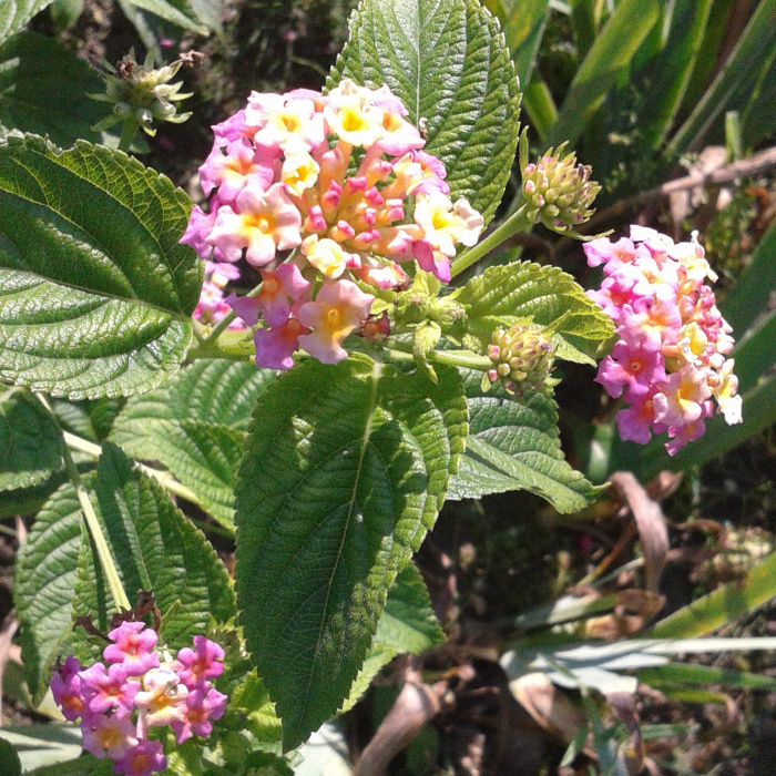 LANTANA