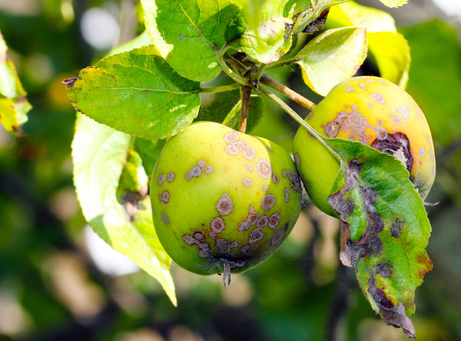 Objawy parcha widoczne są najczęściej na liściach i owocach, ale mogą być również zainfekowane pędy, ogonki liściowe i kwiaty (zdj. Fotolia.com).