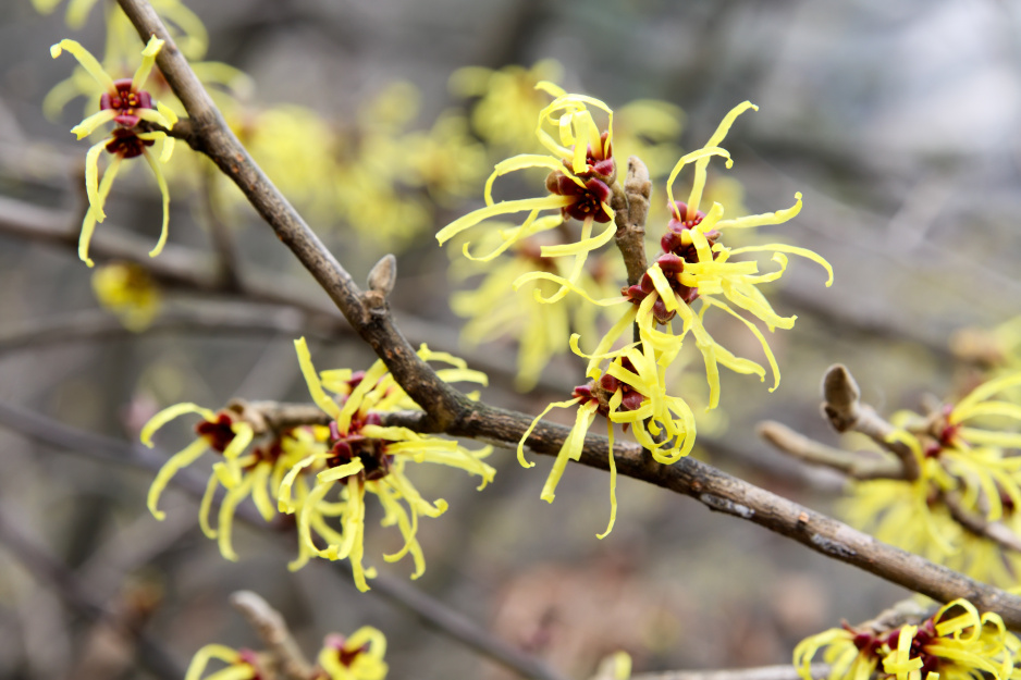 Przeważająca liczba odmian oczaru kwitnie na żółto (np. 'Arnold Promise' lub 'Barmstedt Gold'). Z bliska można podziwiać oryginalną formę płatków kwiatowych. Z daleka kwitnący krzew wygląda jak jedna barwna plama (zdj. Fotolia.com).