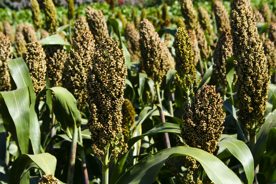 Sorgo to roślina należąca do traw. Jest spokrewniona z kukurydzą, dlatego ma wiele cech do niej podobnych, zarówno pod względem wyglądu, jak i uprawy (zdj. Fotolia.com).
