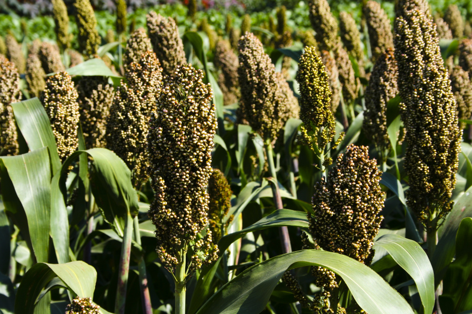 Sorgo to roślina należąca do traw. Jest spokrewniona z kukurydzą, dlatego ma wiele cech do niej podobnych, zarówno pod względem wyglądu, jak i uprawy (zdj. Fotolia.com).