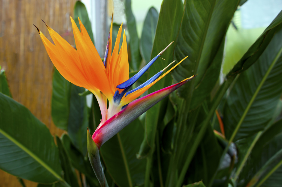 Strelicja królewska ma oryginalne, pomarańczowo-niebieskie kwiaty, wyglądem przypominające rajskie ptaki (zdj. Fotolia.com).