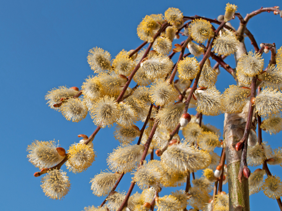 Wiosną bardzo pylą kwiaty wierzby (na zdjęciu), leszczyny, olchy, brzozy oraz topoli (zdj. Fotolia.com).