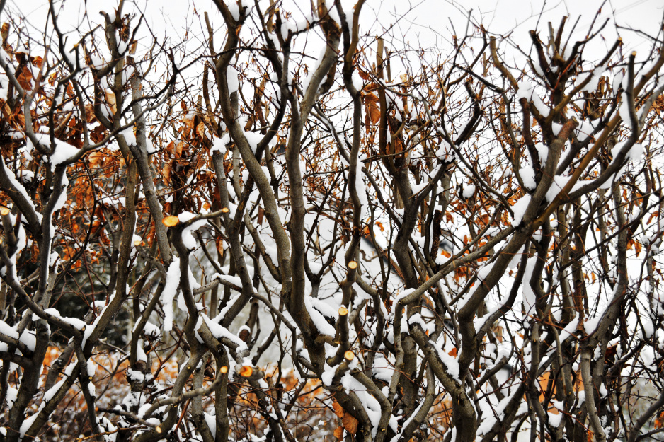Żywopłoty liściaste, np. z klonów, buków czy grabów po latach tracą ładny pokrój. Zima to dobry czas, by odmłodzić drzewa i usunąć stare pędy (zdj. Fotolia.com).
