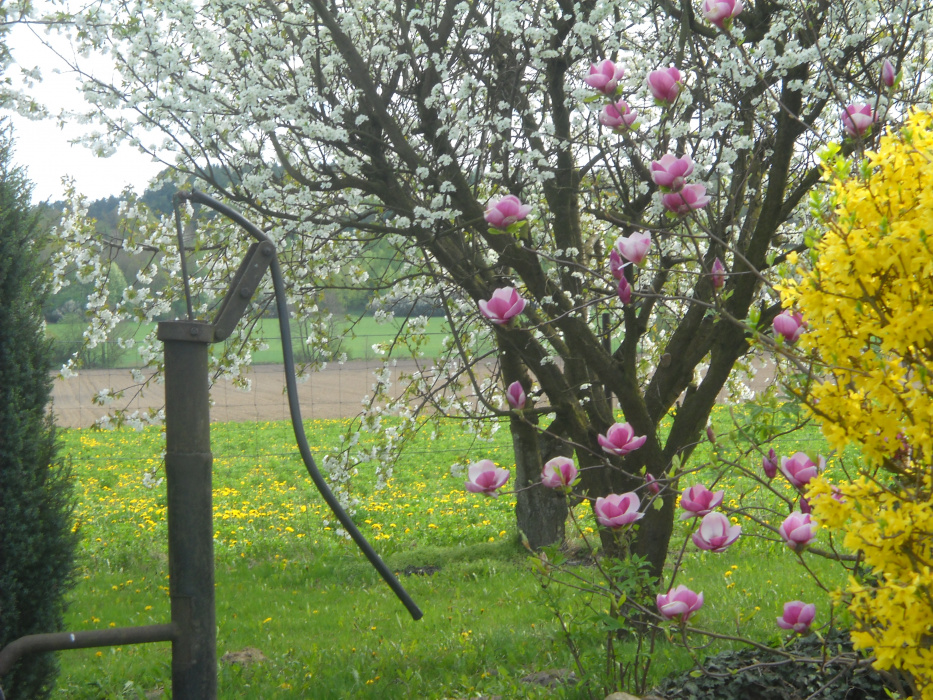 Kwitnąca Magnolia a w tle drzewa owocowe pełne kwiatów.