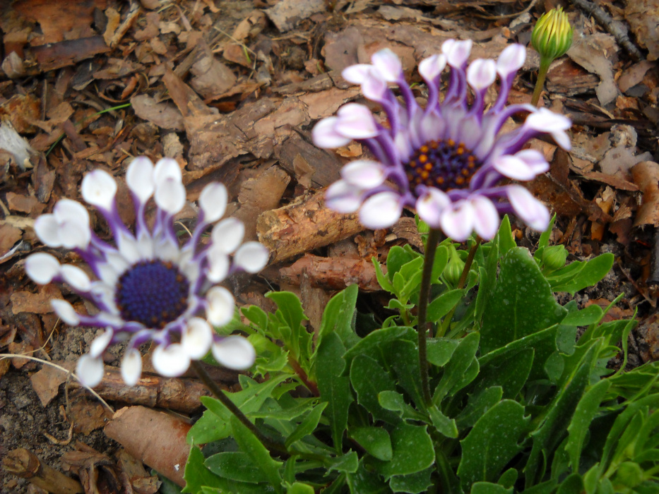 Osteospermum. Stokrotka afrykańska.