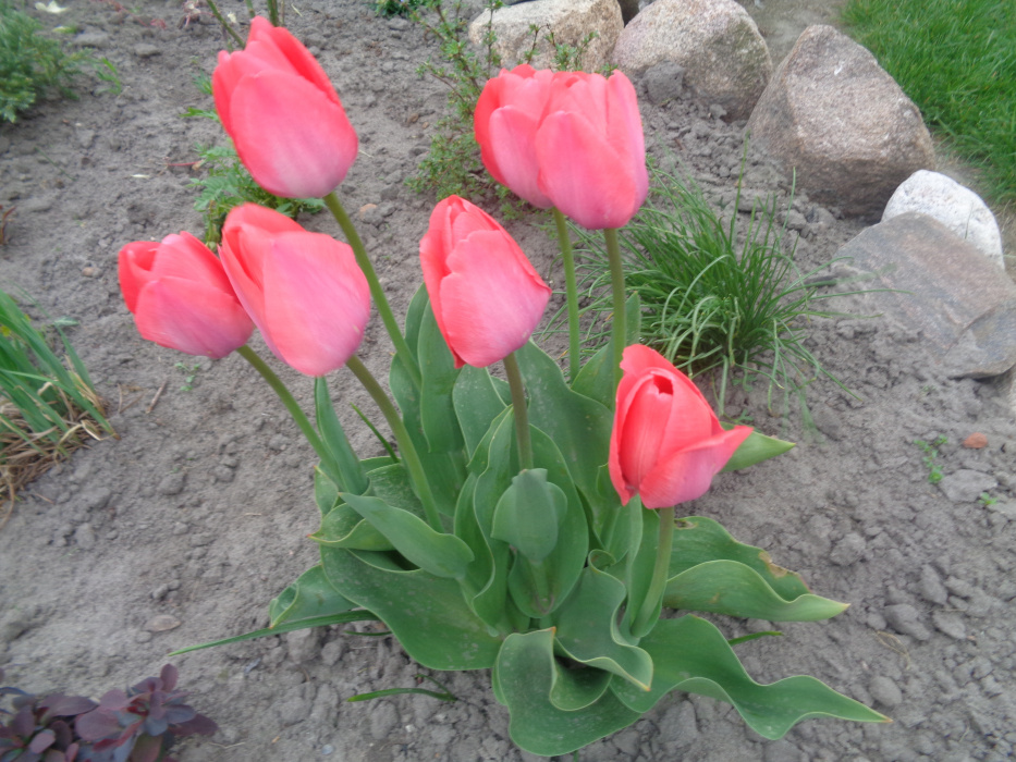 Czerwone tulipany.