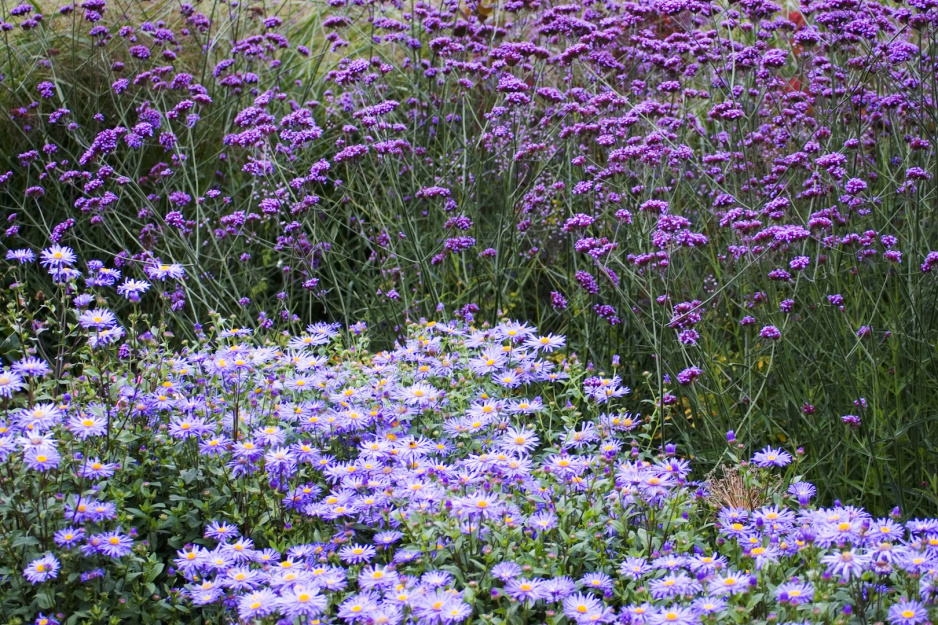 Dobór roślin o wielu kwiatach ma kluczowy wpływ na późniejszy wygląd ogrodu (zdj.: fotolia.com)