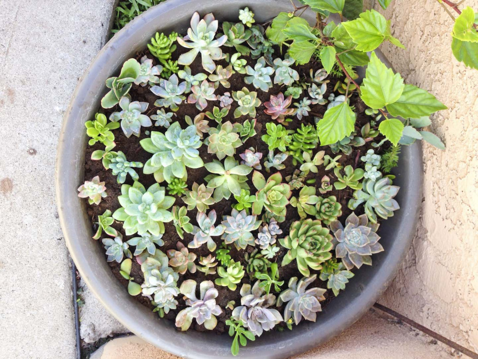 Doniczka pełna wielu odmian sukulentów to niewielkie dzieło sztuki (zdj.: Fotolia.com)