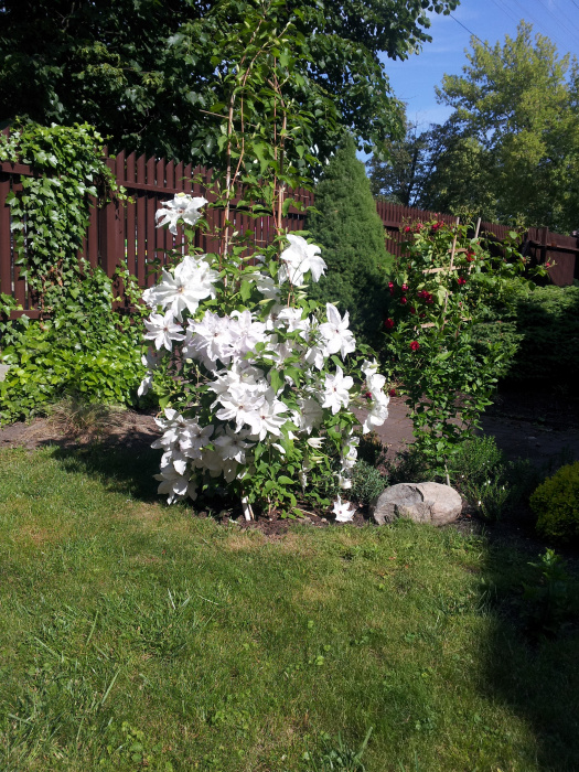 powojnik 'Beautiful Bride'