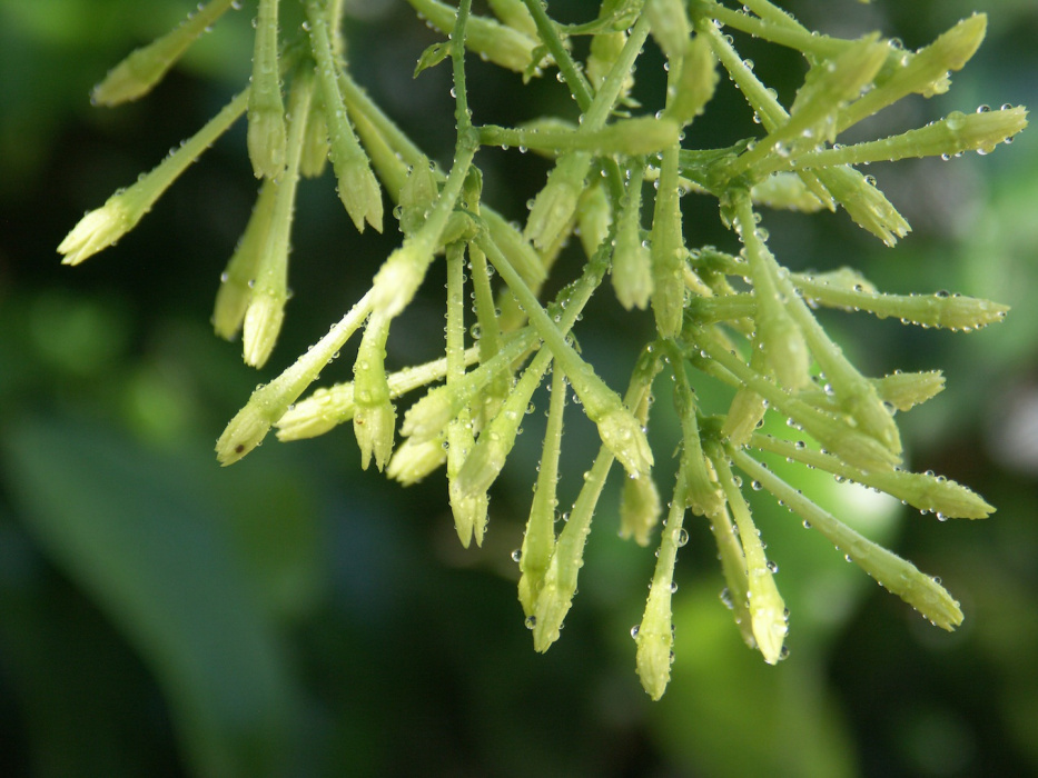 Cestrum Nocturnum - rzadki krzew, pochodzący z Ameryki Środkowej (zdj.: Fotolia.com)