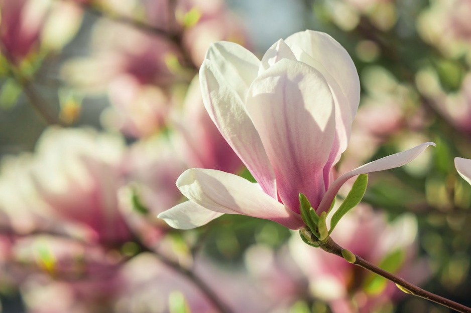 Kwiaty magnolii występują w różnych wersjach kolorystycznych, zależnych m.in. od odmiany (zdj.: Fotolia.com)