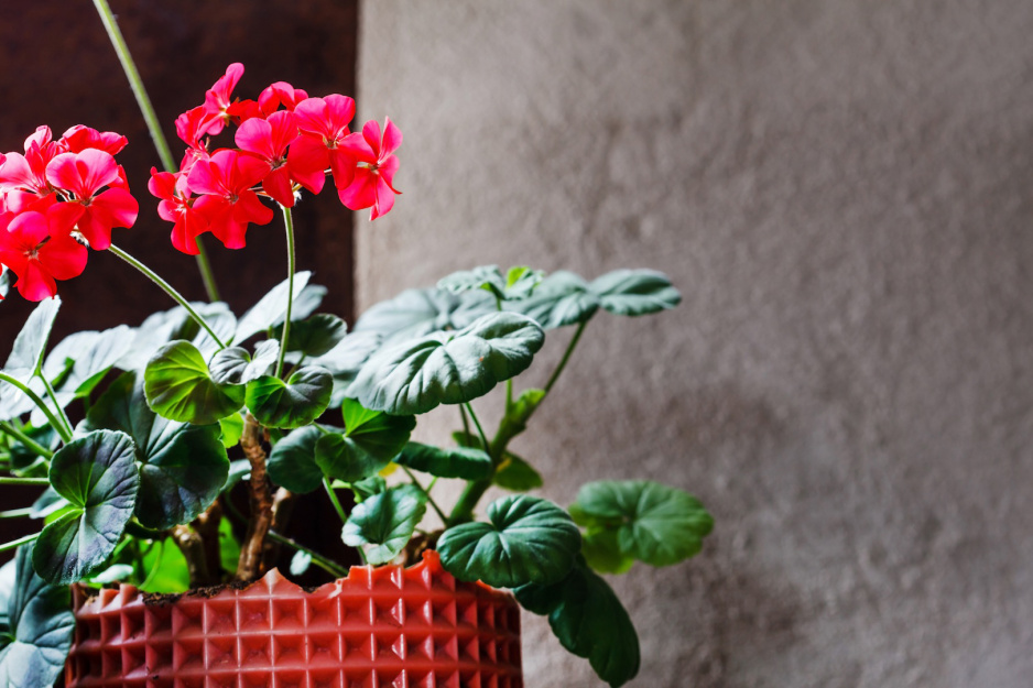 Bodziszek - bardzo popularna roślina doniczkowa, idealnie nadająca się i do wnętrz i do np. tarasów czy balkonów (zdj.: Fotolia.com)