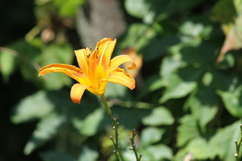 Kwiat liliowca (zdj.: Fotolia.com)