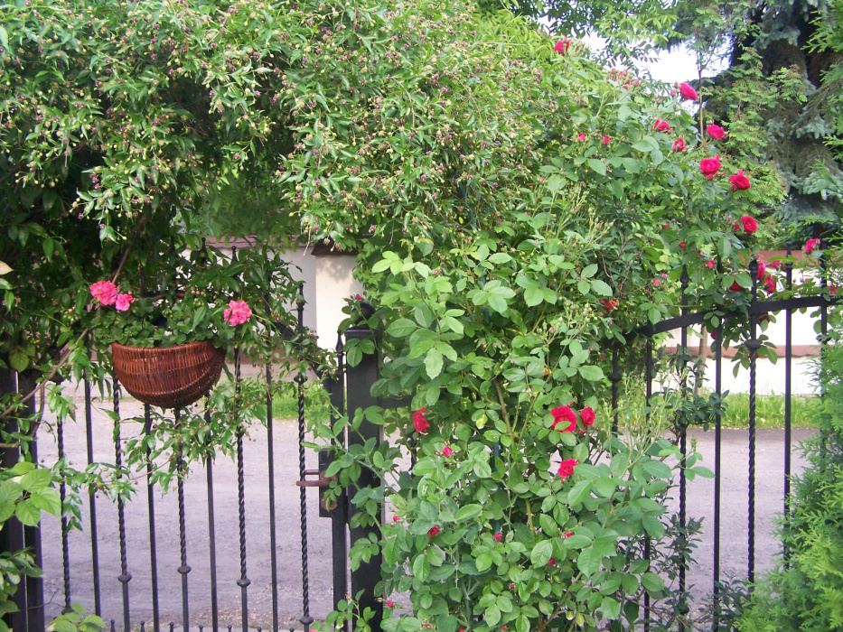 obwojnik grecki,róża pnąca stanowią doskonałe obramowanie furtki prowadzącej na posesję