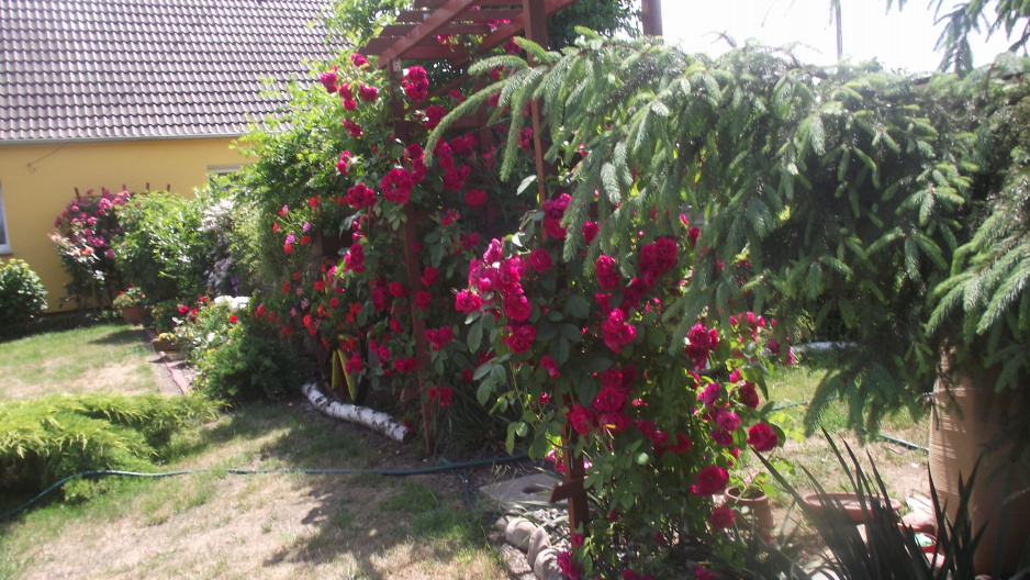 róża pnąca na pergoli