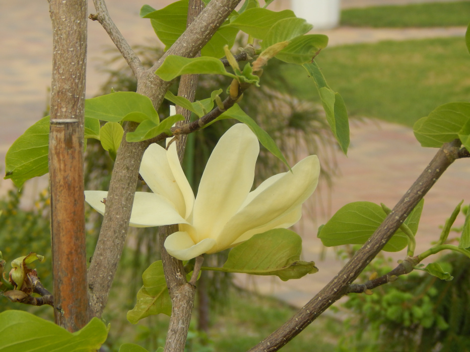 Magnolia piękna jak wiosna