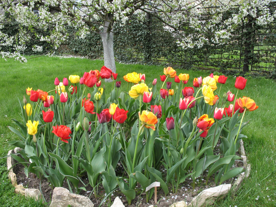 Moje tulipany mix kolorów i gatunków [1]
