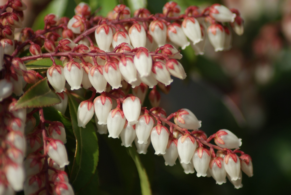 Pieris (zdj.: Fotolia.com)