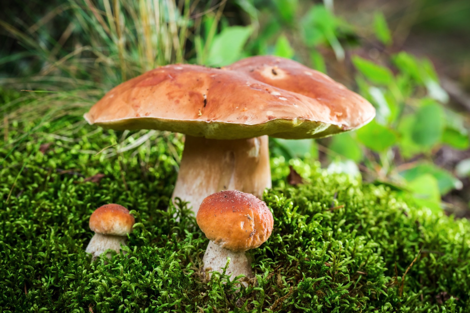 Boletus z rodziny borowikowatych (zdj.: Fotolia.com)