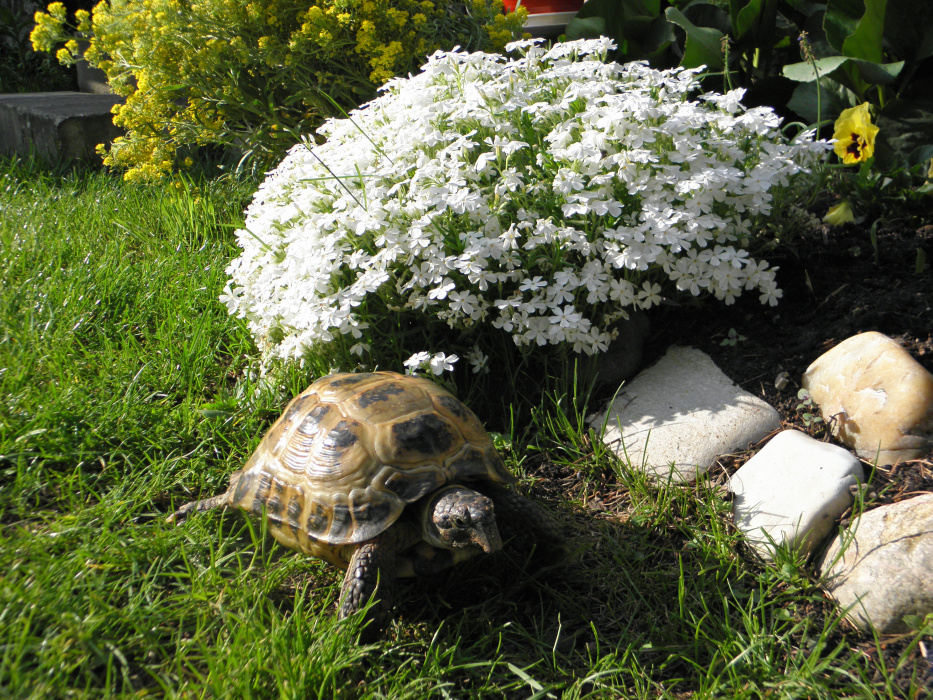 Latem nasz żółwik Feluś spaceruje po bajkowym ogrodzie.