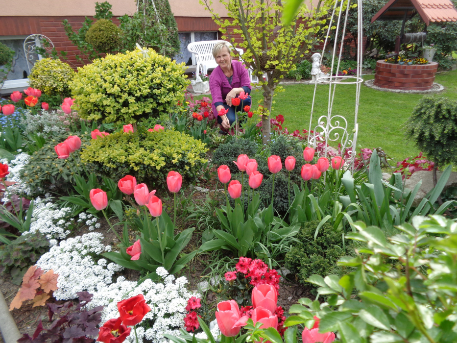  Moje tulipany - barwne zwiastuny wiosną  uprawiam  z pasją i fotografuję. W tajemniczym ogrodzie myśli dzieją się rzeczy niemożliwe. W moim, jak co roku o tej porze - kwitną tulipany :)