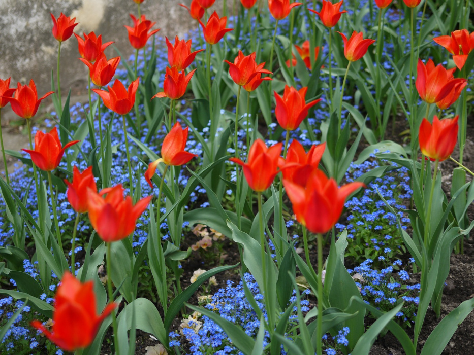 Tulipany na doskonale zaaranżowanej rabacie (zdj.: Fotolia.com)