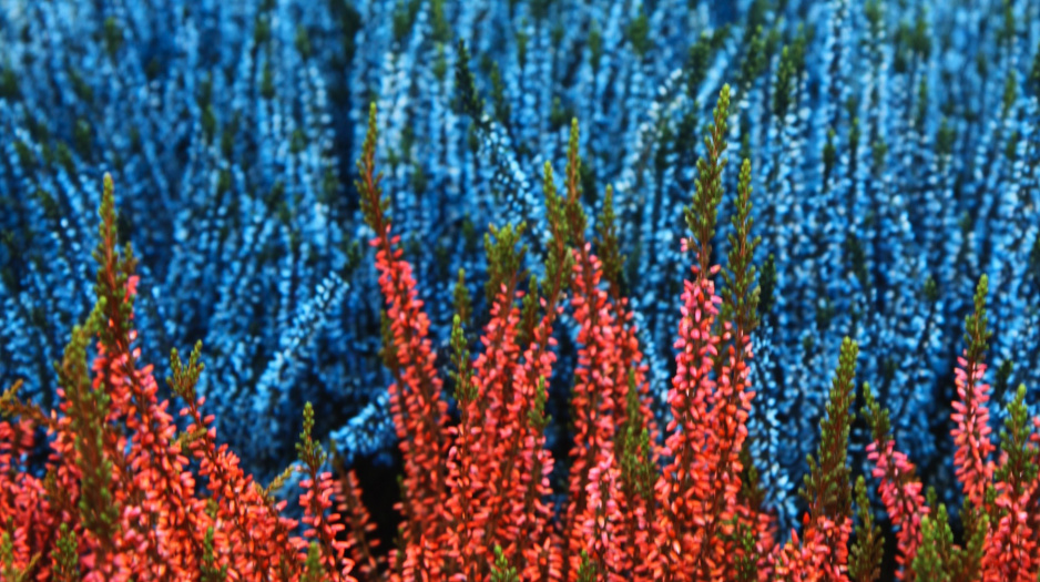 Wrzosy występują w różnych odmianach kolorystycznych, dlatego są tak cenionymi w farbiarstwie roślinami (zdj.: Fotolia.com)