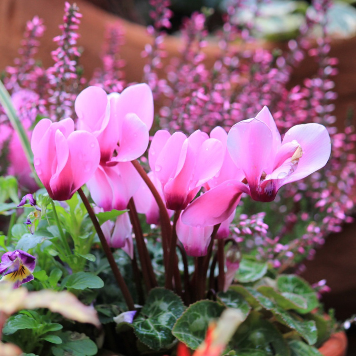 Cyklamen perski doskonale komponuje się z innymi różowymi lub fioletowymi roślinami (zdj.: Fotolia.com)