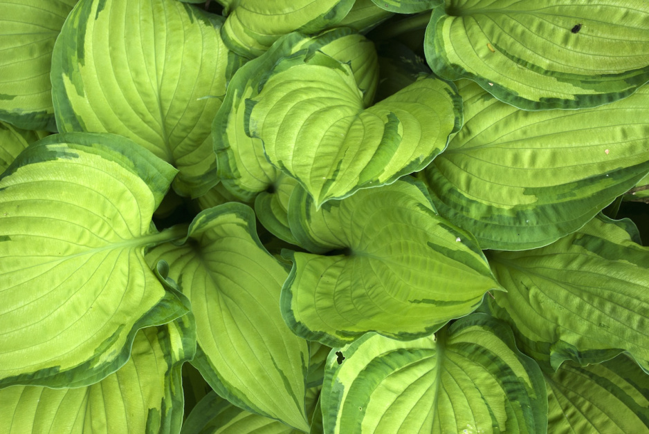 Funkia Hosta (zdj.: Fotolia.com)