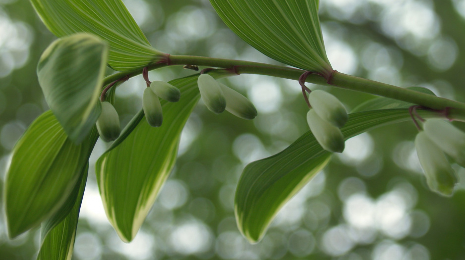 Kokoryczka sierpowata Polygonatum falcatum (zdj.: Fotolia.com)