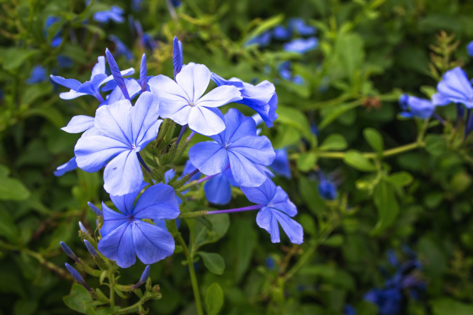 Ołownik Plumbago auriculata (zdj.: Fotolia.com)