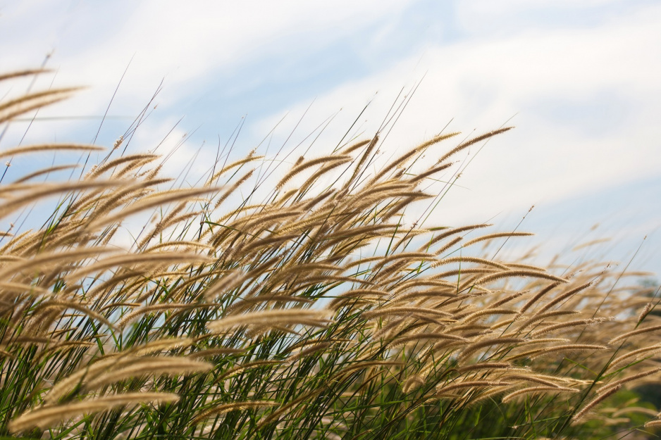 Rozpalenice Pennisetum (zdj.: Fotolia.com)