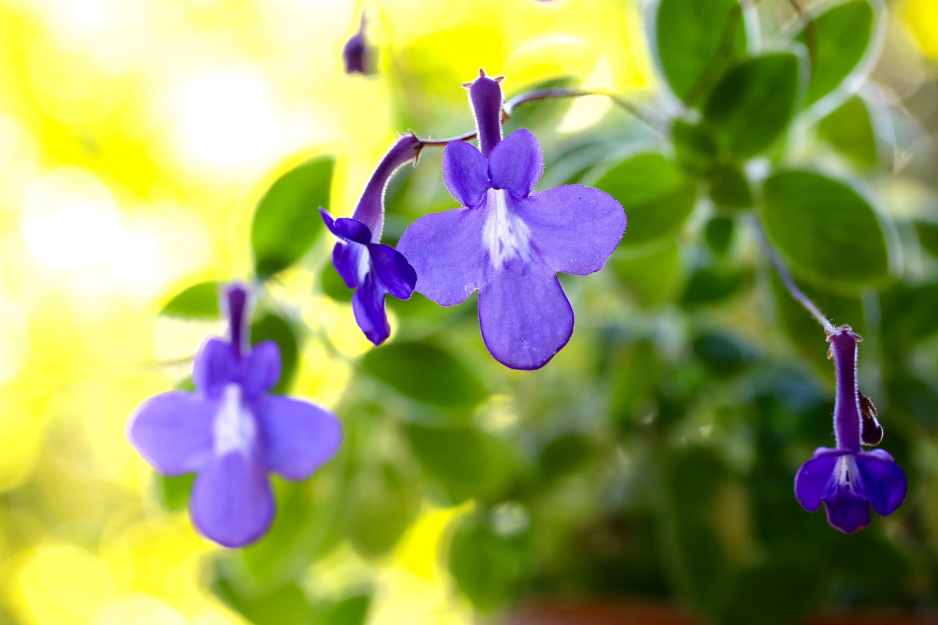 Skrętnik Streptocarpus (zdj.: Fotolia.com)