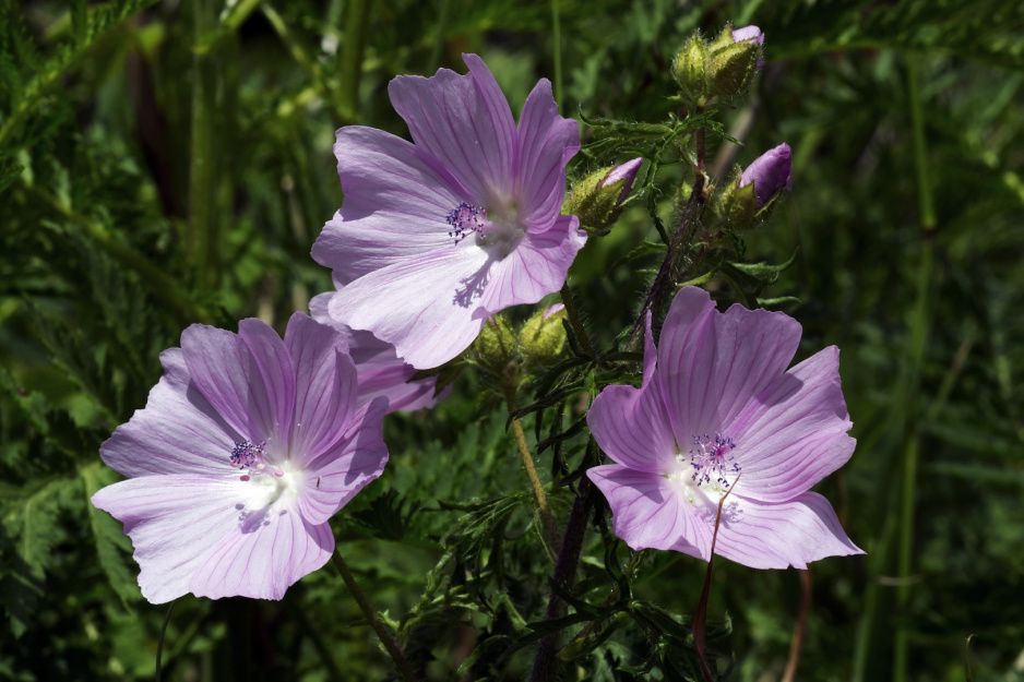 Ślaz piżmowy Malva moschata (zdj.: Fotolia.com)