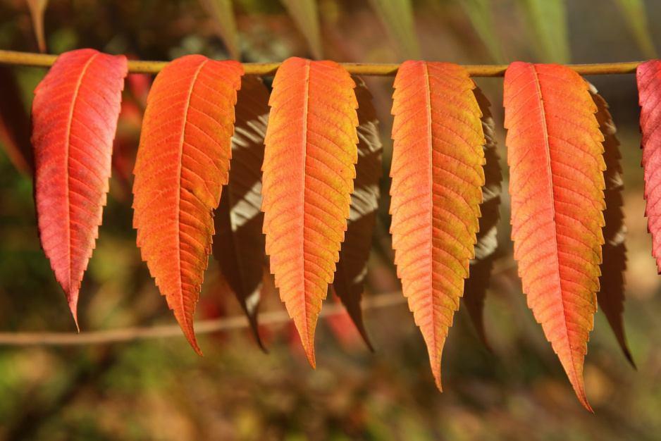 Sumaka octowiec Rhus typhina (zdj.: Fotolia.com)