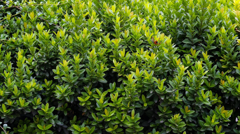 Bukszpan Buxus (zdj.: Fotolia.com)