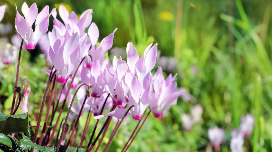 Cyklameny dyskowate (Cyclamen coum) (zdj.: Fotolia.com)