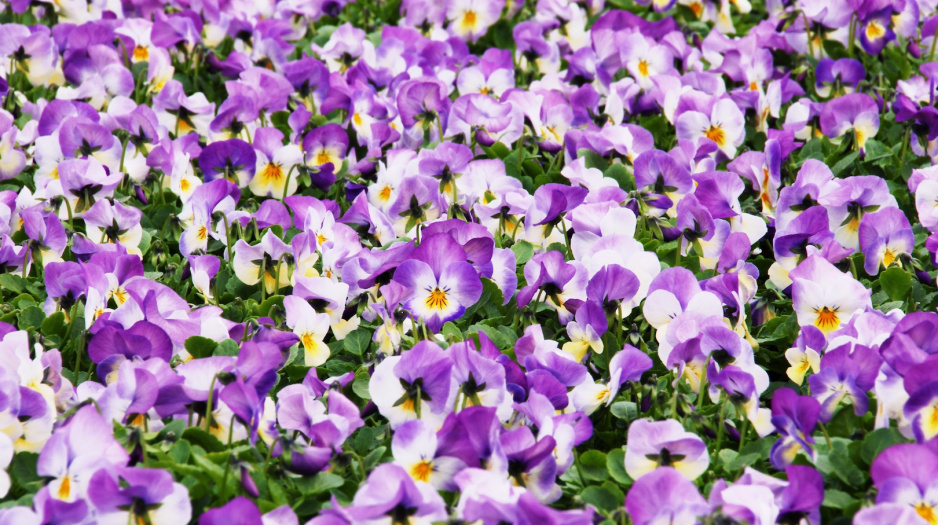 Fiołki rogate Viola cornuta (zdj.: Fotolia.com)